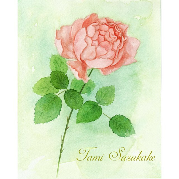 水彩・原画「一厘の薔薇の花」 1枚目の画像