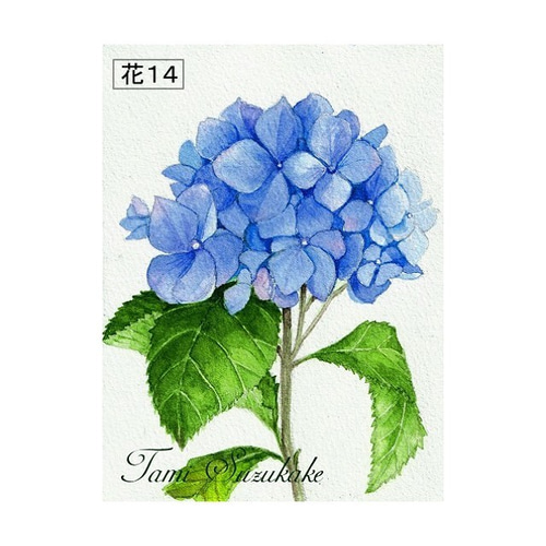 美しい花々」アートカード選べる2枚セット（はがきサイズ） 絵画