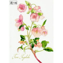 「美しい花々」アートカード選べる2枚セット（はがきサイズ） 6枚目の画像