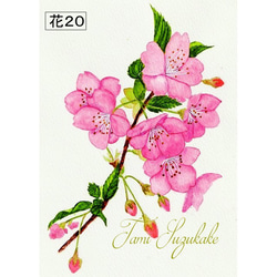 「美しい花々」アートカード選べる2枚セット（はがきサイズ） 10枚目の画像