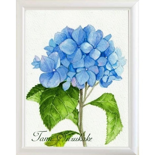 水彩・原画「紫陽花」 絵画 tami suzukake 通販 4177814|Creema 水彩・原画「紫陽花」 絵画 tami suzukake 通販 4177814|Creema