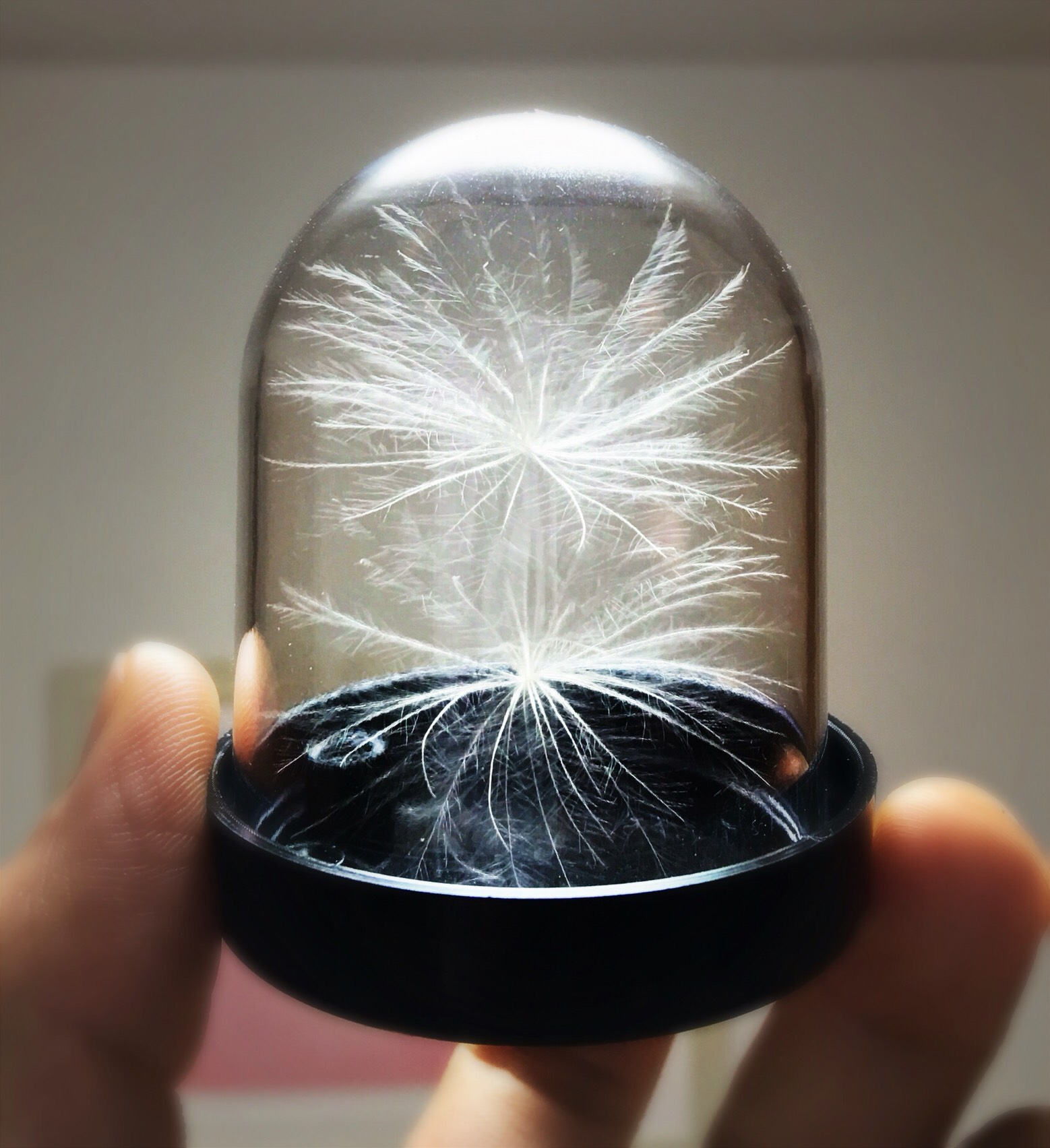 幸せを呼び込むかもしれないケセランパサラン