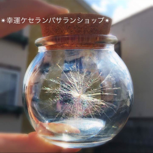 厳選美品☆開運 ケセランパサラン その他インテリア雑貨 幸せケサラン