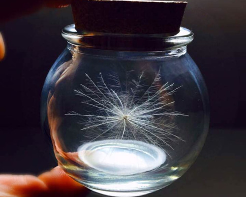 厳選美品☆開運 ケセランパサラン その他インテリア雑貨 幸せケサラン