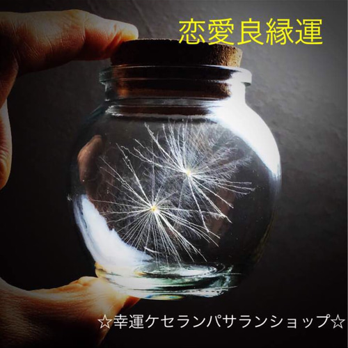 恋愛良縁運♡ケセランパサラン ペア(2つ入)ガラス丸瓶付 その他
