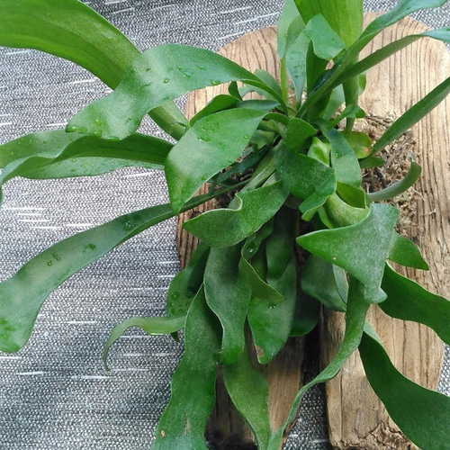 人気が高い 植物系アート 開店祝等に 【Platycerium Netherlands