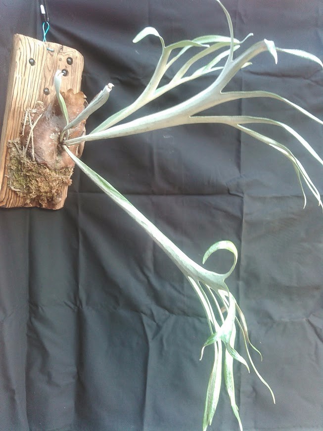 レモネイトゲウスバカミキリCalli- lemoinei ♂♀ 71/51mm レモネイトゲウスバカミキリCalli- lemoinei ♂♀ 71/51mm ラミー