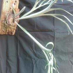 024)コウモリラン”レモイネイ'（Platycerium veitchii 'Lemoinei