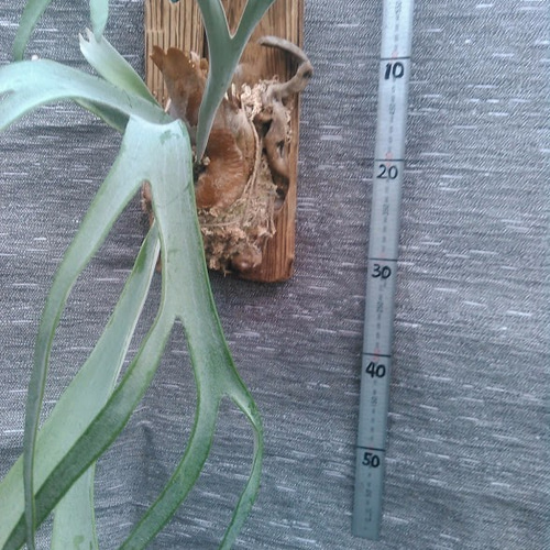 024)コウモリラン”レモイネイ'（Platycerium veitchii 'Lemoinei