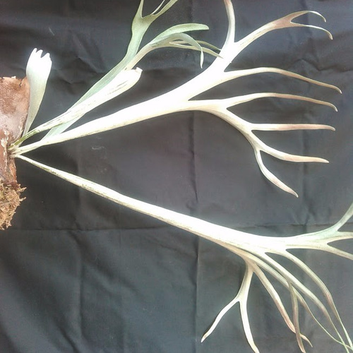 024)コウモリラン”レモイネイ'（Platycerium veitchii 'Lemoinei