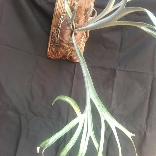 024)コウモリラン”レモイネイ'（Platycerium veitchii 'Lemoinei