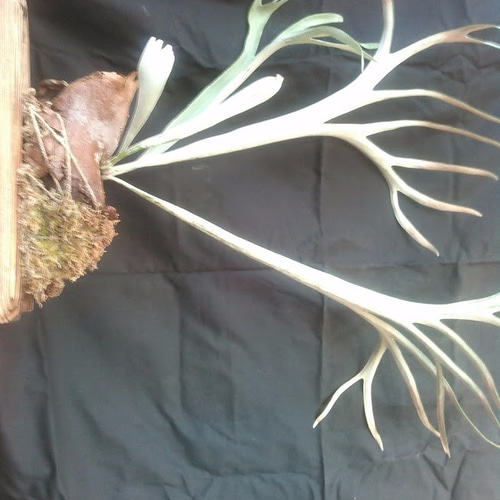 024)コウモリラン”レモイネイ'（Platycerium veitchii 'Lemoinei