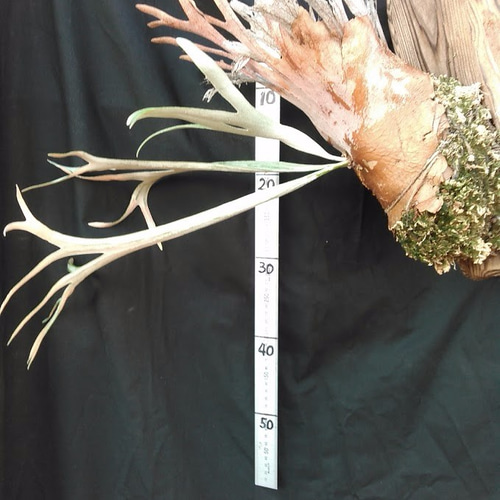 P.veitchii 'Lemoinei' ベイチー　レモイネイ　ビカクシダ ビカクシダ ベイチー レモイネイ | GREEN LUCK