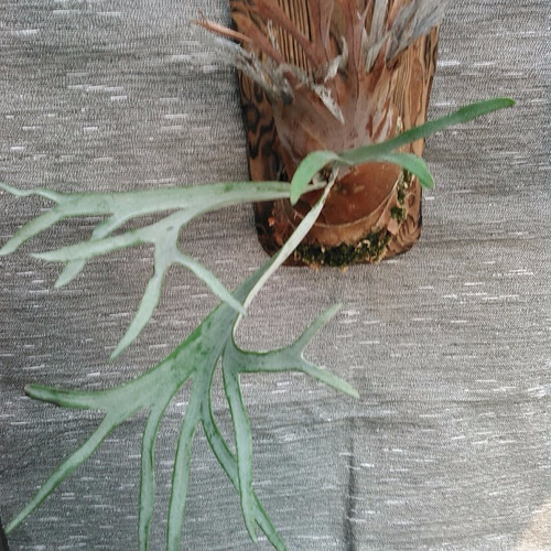 ビカクシダ　レモイネイ　選抜 初入荷! ビカクシダ レモイネイ Platycerium veitchii 'Lemoine