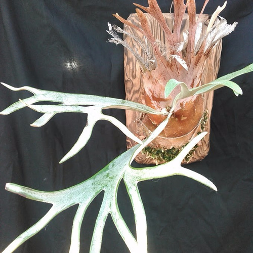 026) コウモリラン・ビカクシダ ”レモイネイ'（Platycerium veitchii