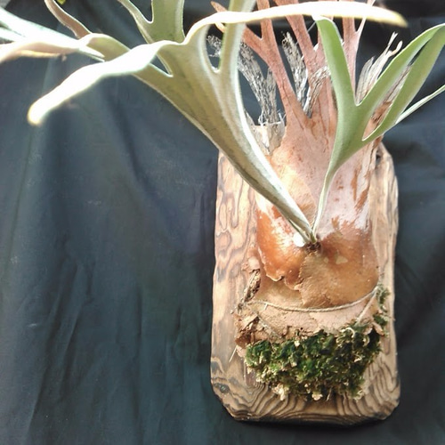 026) コウモリラン・ビカクシダ ”レモイネイ'（Platycerium veitchii