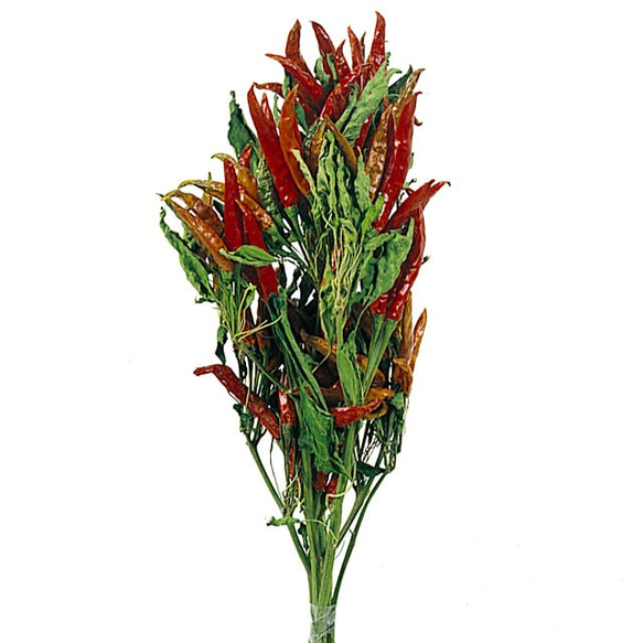 信州産ドライフラワー風の花 とうがらし その他素材