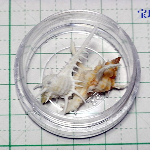 ミニミニトゲ貝2種（ホネガイ・ムレックスアクセクロニス）在庫