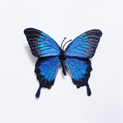 刺繡蝴蝶。天堂鳳蝶 Papilio ulysses 大型 別針 第4張的照片