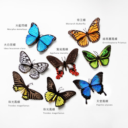刺繡蝴蝶。天堂鳳蝶 Papilio ulysses 大型 別針 第5張的照片