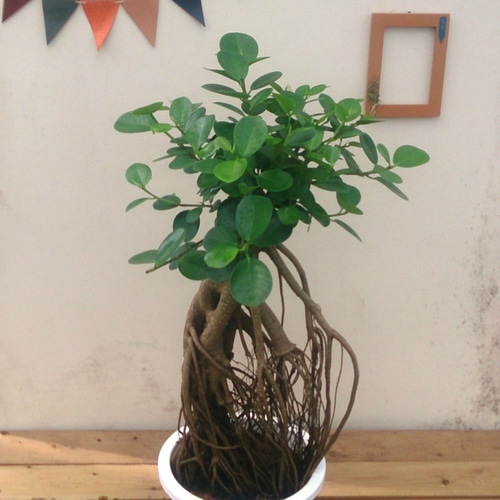 パンダガジュマル 8号サイズ パンダガジュマル 8号鉢植え* の通販