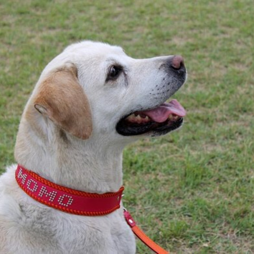 大型犬用ハーフチョーク(スタッズで名前入れ) リード・首輪 革工房