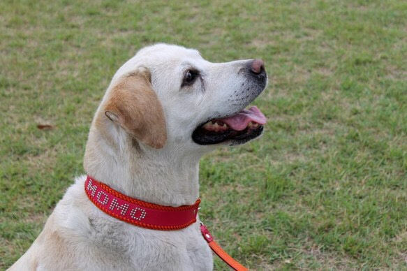 大型犬用ハーフチョーク(スタッズで名前入れ) 1枚目の画像