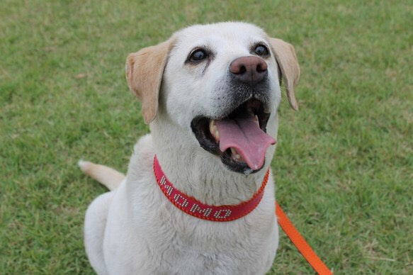 大型犬用ハーフチョーク(スタッズで名前入れ) 4枚目の画像