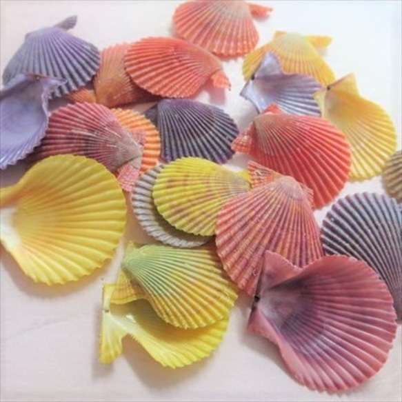 ヒオウギガイの貝殻 自然素材 3cm前後 10枚 DIYパーツ びわだや