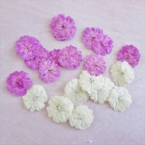 押し花　八重コデマリ　白ピンク２色セット　×２ 3枚目の画像