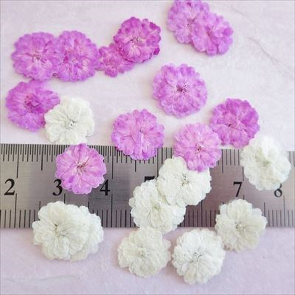 押し花　八重コデマリ　白ピンク２色セット　×２ 4枚目の画像