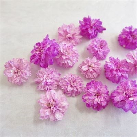 八重コデマリ ピンク色 立体乾燥花 2個 DIYパーツ びわだや 通販
