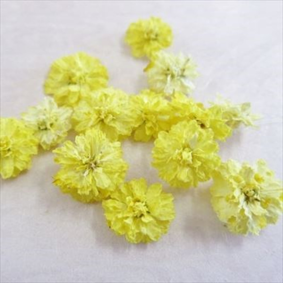 八重コデマリ　レモン色　 立体乾燥花　2個 1枚目の画像