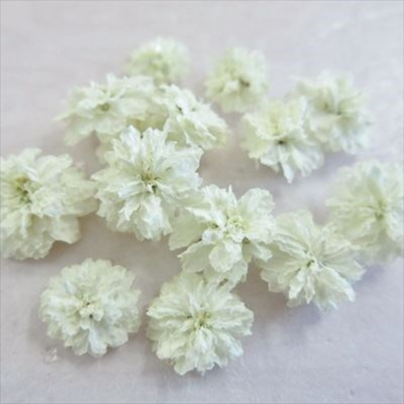 八重コデマリ　白色　 立体乾燥花　2個 1枚目の画像