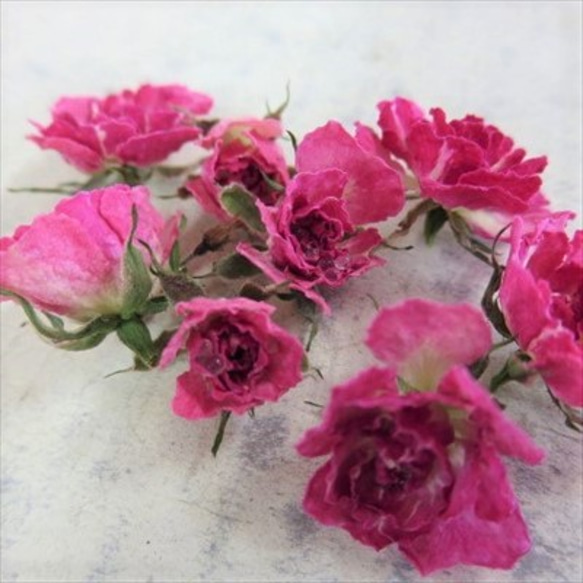 ❁⃘*.゜極小ミニ薔薇 リトルウッズ 待ちくたびれ