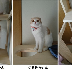 キャットタワー　木製　にゃんこランド　タイプF 6枚目の画像