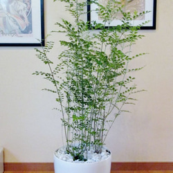 シマトネリコ 鉢植え みゅうたんちの「ねりこの木」Ⅱ その他