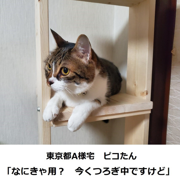 木製キャットタワー　にゃんこランド　タイプA-Ⅱ 3枚目の画像