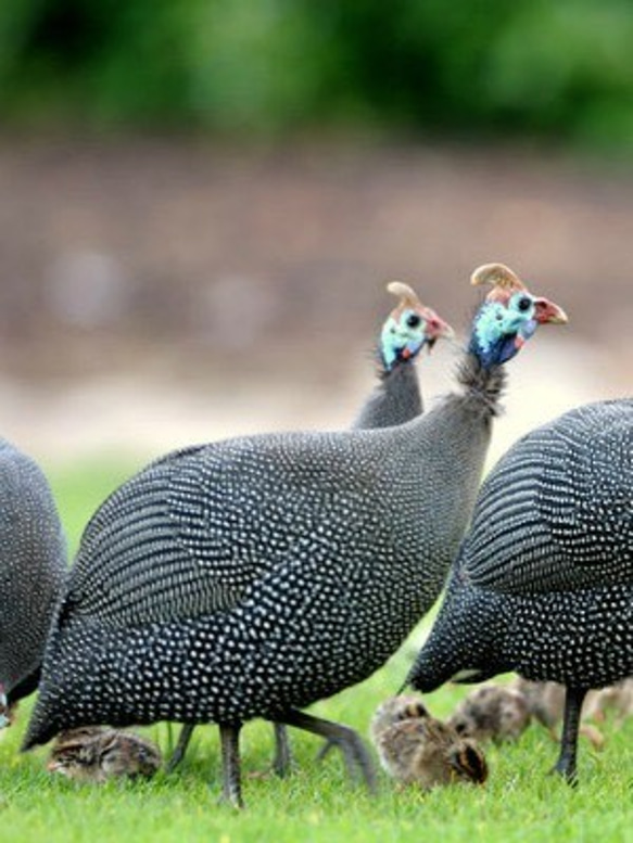 ホロホロ鳥の模様のスリッパ　Lサイズ 2枚目の画像