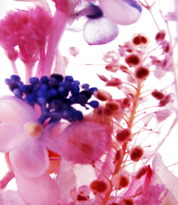水と花のコラボレーション　005 2枚目の画像