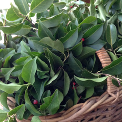 そよご染め：シルク＆ビスコース＆コットンストール (C) 4枚目の画像