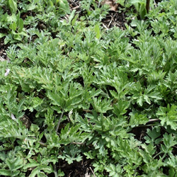 よもぎ染め:シルク＆ビスコースストール ストライプ柄　45cm幅　 5枚目の画像