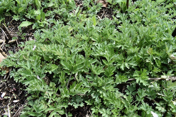 よもぎ染め:シルク＆ビスコースストール ストライプ柄　45cm幅　 5枚目の画像