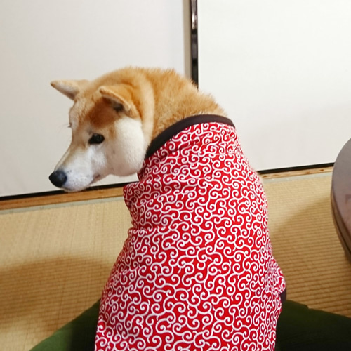 赤猫 黒と赤の花模様のはんてん どてら 中古品 きつき