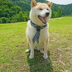 「セーラー服と柴犬」　ペットアクセサリー　犬のバンダナ　唐草　和柄　襟巻　柴犬 3枚目の画像