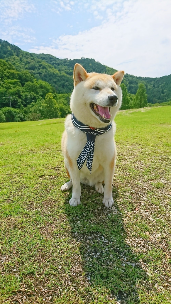 「セーラー服と柴犬」　ペットアクセサリー　犬のバンダナ　唐草　和柄　襟巻　柴犬 3枚目の画像