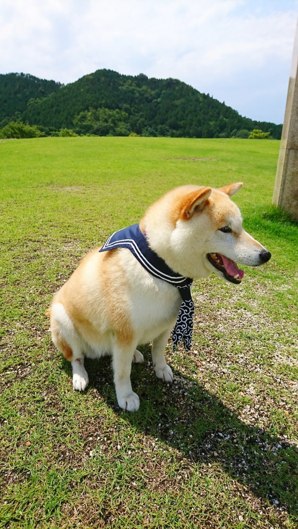 「セーラー服と柴犬」　ペットアクセサリー　犬のバンダナ　唐草　和柄　襟巻　柴犬 4枚目の画像