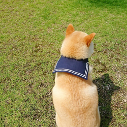 「セーラー服と柴犬」　ペットアクセサリー　犬のバンダナ　唐草　和柄　襟巻　柴犬 5枚目の画像