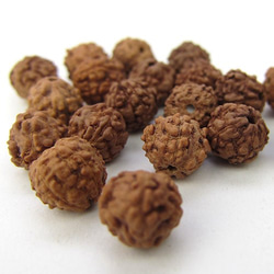 天然素材 Rudraksha beads 【ルドラクシャ】10個 3枚目の画像