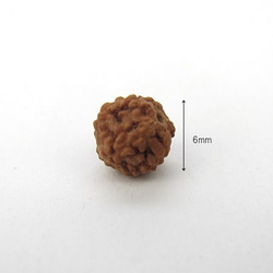 天然素材 Rudraksha beads 【ルドラクシャ】10個 4枚目の画像